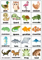 Vista previa - Tarjetas / Manipulativos - VERTEBRATES ANIMALS FLASHCARDS SET - página 3