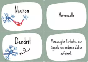 Vorschau - Spiele - Grundbegriffe Neurobiologie Kartenspiel - Seite 2