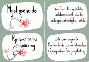 Vorschau - Spiele - Grundbegriffe Neurobiologie Kartenspiel - Seite 3