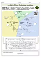 Vorschau - Arbeitsblätter - Calvin-Zyklus / Dunkelreaktionen - Arbeitsblatt mit Schema - Seite 1