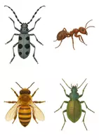 Vorschau - Bildkarten - Bildkarten_Käfer, Insekten, Spinnentiere - Seite 1