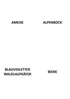 Vorschau - Bildkarten - Bildkarten_Käfer, Insekten, Spinnentiere - Seite 2