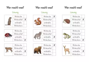 Vorschau - Spiele - Tiere im Winter – Freiarbeitsmaterial zu Winterschlaf, Winterruhe & Co | Kl. 2–3 - Seite 3
