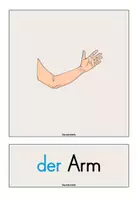 Vorschau - Poster - Körperteile Bildkarten - Seite 3