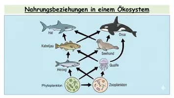 Vorschau - Arbeitsblätter - Nahrungsbeziehungen im Ökosystem - Trophieebenen und Nahrungsnetz | AB + Lösung | Sek I/II - Seite 2