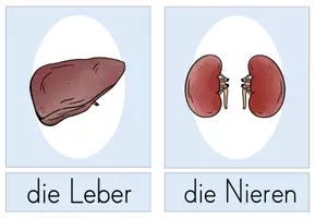 Vorschau - Bildkarten - Unser Körper: Organe - Bildkarten (Klasse 2 - 4) - Seite 2