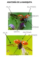 Vista previa - Tarjetas / Manipulativos - PACK MARIQUITAS - página 3
