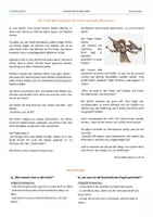 Vorschau - Stundenentwürfe - Weihnachten - die frohe Botschaft - katholische Religion (3./4. Schulstufe) - Seite 3
