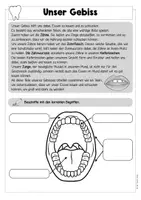 Vorschau - Arbeitsblätter - Unsere Zähne - Selbstlernheft / Stationen /Werkstatt - Seite 2