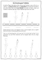 Vorschau - Unterrichtsreihen - Umfangreiches Materialpaket für eine komplette Unterrichtsreihe zu Frühblühern im Sachunterricht (Klasse 2/3). - Seite 3