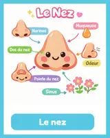 Aperçu - Préparation de séquence / Séquence complète - Le corps humain – Cartes de vocabulaire illustrées - Page 3