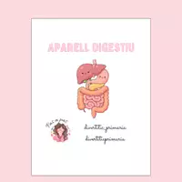Vista previa - Hojas de trabajo - Flashcards Sistema Digestiu - Sisè de Primària - Portada