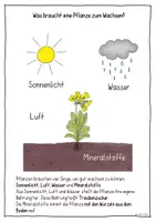 Vorschau - Arbeitsblätter - Was Pflanzen zum Wachsen brauchen – einfach erklärt (Sachunterricht Klasse 1/2 | Arbeitsblatt & Tafelmaterial) - Seite 3