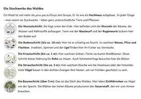 Vorschau - Arbeitsblätter - Stockwerke des Waldes XXL Paket | Infografik, Lesetext & interaktive Arbeitsblätter - Seite 3