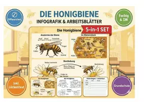 Vorschau - Mal- und Bastelvorlagen - Die Honigbiene XXL Paket | Infografik, Lesetext & Arbeitsblätter (inkl. Lösungen) - Deckblatt