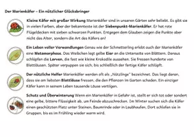 Vorschau - Arbeitsblätter - Der Marienkäfer XXL Paket | Infografik, Lesetext & Arbeitsblätter (inkl. Lösungen) - Seite 3