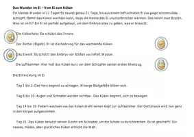 Vorschau - Mal- und Bastelvorlagen - Vom Ei zum Küken Entwicklung Lebenszyklus (5-in-1 Set) - Seite 3