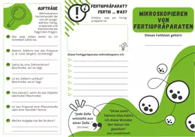 Vorschau - Arbeitsblätter - Zellbiologie ⎮ Fertigpräparate mikroskopieren - Seite 1