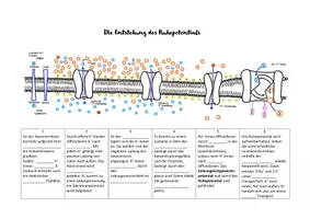Vorschau - Arbeitsblätter - Ablauf Ruhepotential - Deckblatt