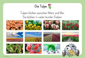 Vorschau - Arbeitsblätter - Frühblüher - die Tulpe (Material für die 1. Klasse) - Seite 3
