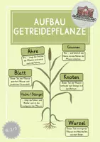 Vorschau - Präsentationen/Tafelbilder - Aufbau Getreidepflanze - Legebild - Deckblatt