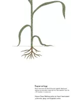 Vorschau - Präsentationen/Tafelbilder - Aufbau Getreidepflanze - Legebild - Seite 2