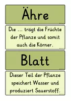 Vorschau - Präsentationen/Tafelbilder - Aufbau Getreidepflanze - Legebild - Seite 3