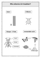 Vorschau - Arbeitsblätter - Insekten - 1. Klasse - Seite 2