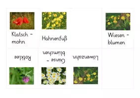Vorschau - Merkblätter - Faltbuch Wiesenblumen (5) - Deckblatt