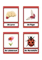 Vorschau - Bildkarten - Bildkarten - Marienkäfer | Lernkarten - Seite 3