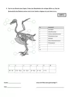 Vorschau - Arbeitsblätter - Biologie - Wirbeltierklasse Vögel – Kurztest - Seite 2