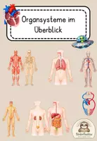 Vorschau - Arbeitsblätter - Organsysteme im Überblick Arbeitsblatt - Deckblatt
