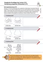 Vorschau - Arbeitsblätter - Neurobiologie Lernen Synaptische Plastizität LTP, LTD, Hebb - Seite 2