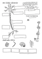 Vorschau - Arbeitsblätter - Study Sheets - Nervenzellen - Seite 2