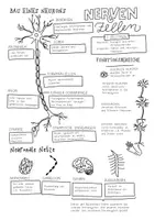 Vorschau - Arbeitsblätter - Study Sheets - Nervenzellen - Deckblatt