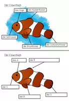 Vorschau - Stationenlernen - Lerntheke: "Der Clownfisch" (Tiere im Meer) - Seite 2
