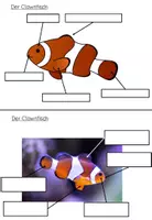 Vorschau - Stationenlernen - Lerntheke: "Der Clownfisch" (Tiere im Meer) - Seite 3