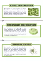 Vorschau - Arbeitsblätter - Zellbiologie ⎮ Zellteilung - Wie wachsen Organismen - Seite 3