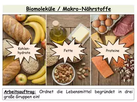 Vorschau - Stundenentwürfe - Biomoleküle - Gruppenarbeit zu Nährstoffen (Proteine, Fette, Kohlenhydrate) | fertige Unterrichtsstunde Sek I & II - Seite 3