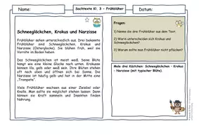 Vorschau - Arbeitsblätter - Frühblüher Materialpaket Klasse 1–4 | Sachtexte mit Fragen (differenziert) - Seite 3