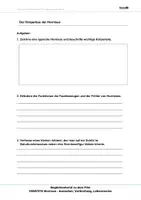 Vorschau - Arbeitsblätter - Hornissen - Arbeitsblätter mit Lösungen PDF - Seite 1