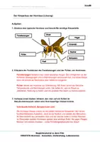 Vorschau - Arbeitsblätter - Hornissen - Arbeitsblätter mit Lösungen PDF - Seite 2