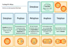 Vorschau - Spiele - Zellteilung: Mitose - Legekarten, Domino & Tabelle - Seite 1
