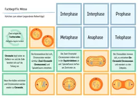Vorschau - Spiele - Zellteilung: Mitose - Legekarten, Domino & Tabelle - Seite 2