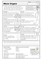 Vorschau - Arbeitsblätter - Unser Körper - Materialpaket | Sachunterricht (Körperteile · Organe · Skelett) - Seite 3