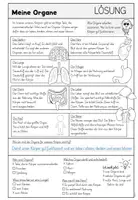 Vorschau - Arbeitsblätter - Unser Körper - meine Organe – Arbeitsblätter zum menschlichen Körper (Sachunterricht Grundschule) - Seite 3