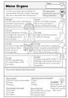 Vorschau - Arbeitsblätter - Unser Körper - meine Organe | Tafelmaterial - Sachunterricht Volksschule - Seite 1