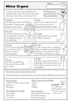 Vorschau - Arbeitsblätter - Unser Körper - meine Organe | Tafelmaterial - Sachunterricht Volksschule - Seite 2