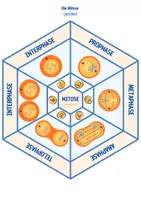 Vorschau - Spiele - Zellteilung: Mitose & Meiose - Legekreis - Seite 1