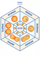 Vorschau - Spiele - Zellteilung: Mitose & Meiose - Legekreis - Seite 2
